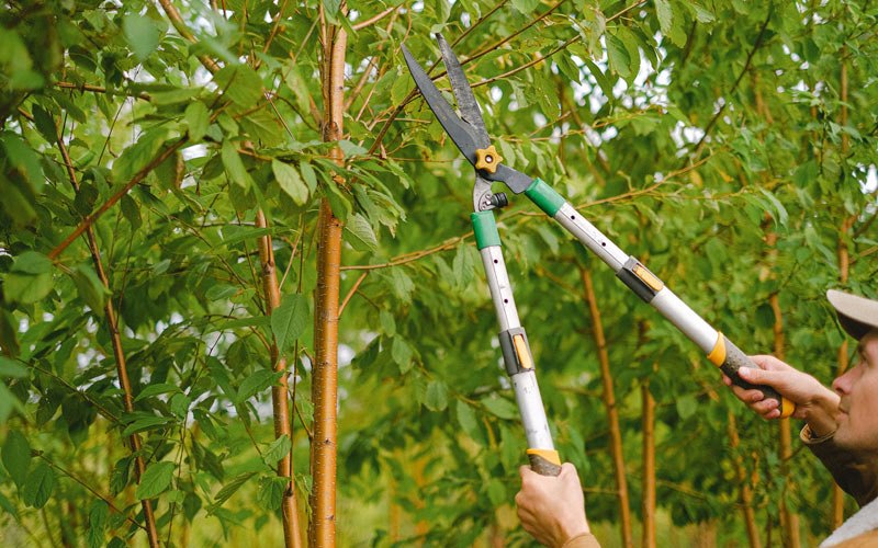 Tree trimming in Milligan, NE